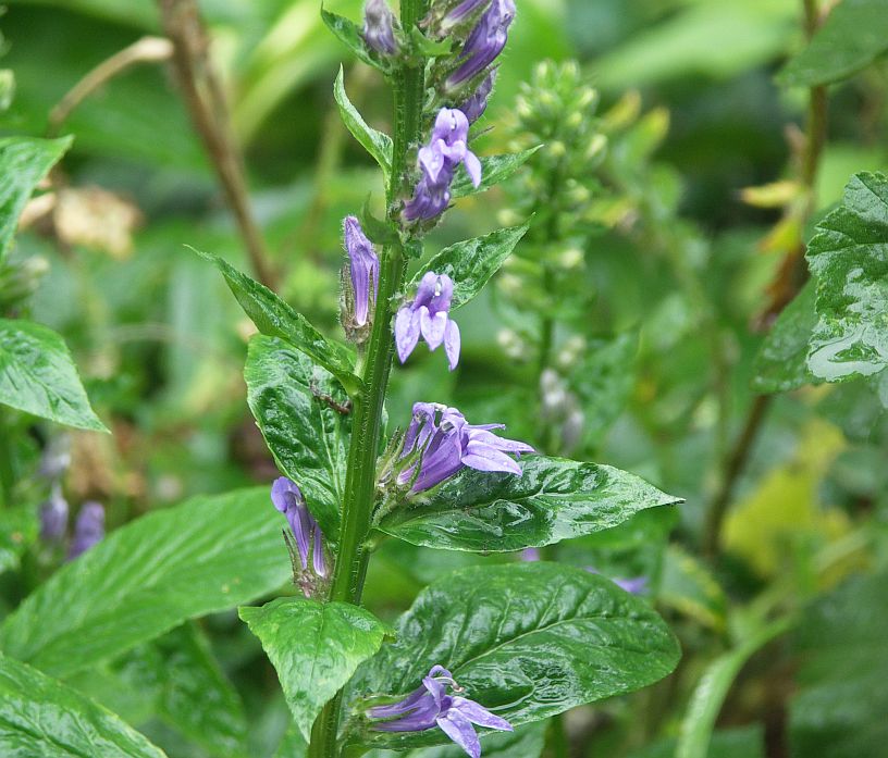 [Bild: 20080806_Sumpflobelie.jpg]