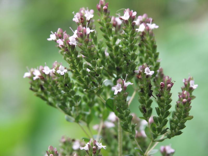 [Bild: 20090905_Oregano.jpg]