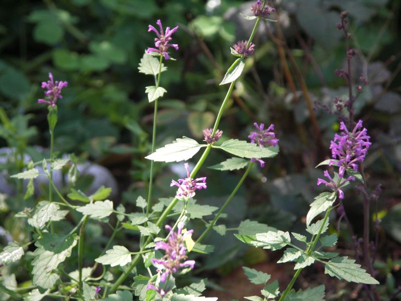 [Bild: 20091017_AgastacheLavendulifolia.jpg]