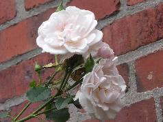 Küchenrose