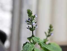 [Bild: small-Salvia_Tiliifolia_20100603.jpg]