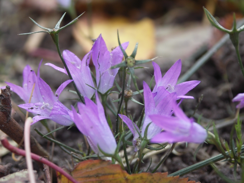 [Bild: CampanulaRapuncoloides20111004.jpg]