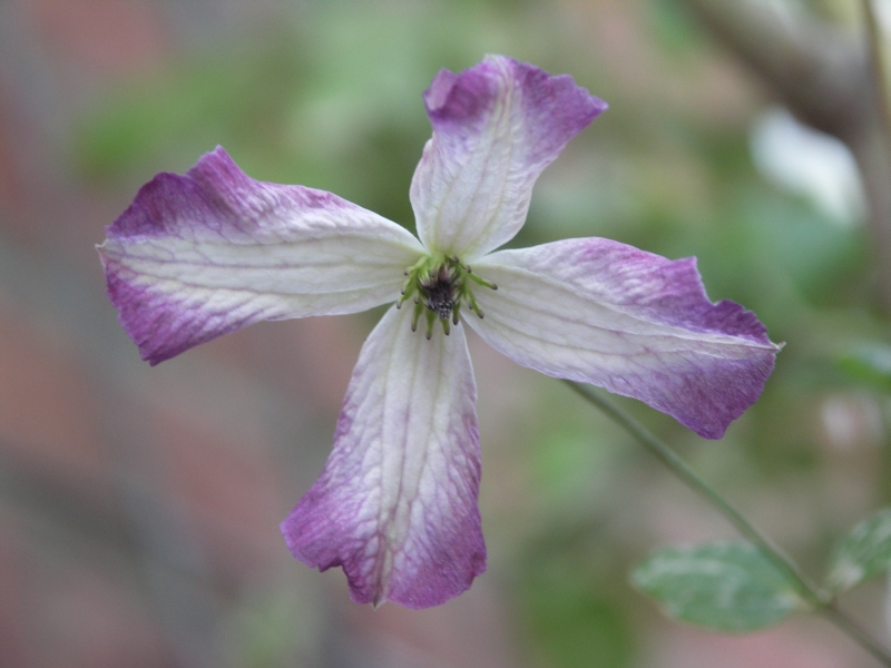 [Bild: Clematis_20111002.jpg]