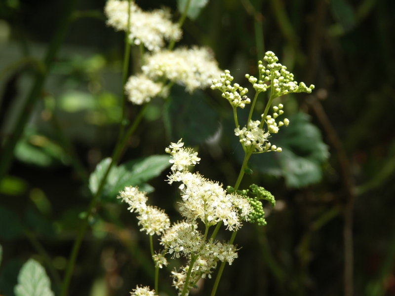 [Bild: Maedesuess_0110709.jpg]