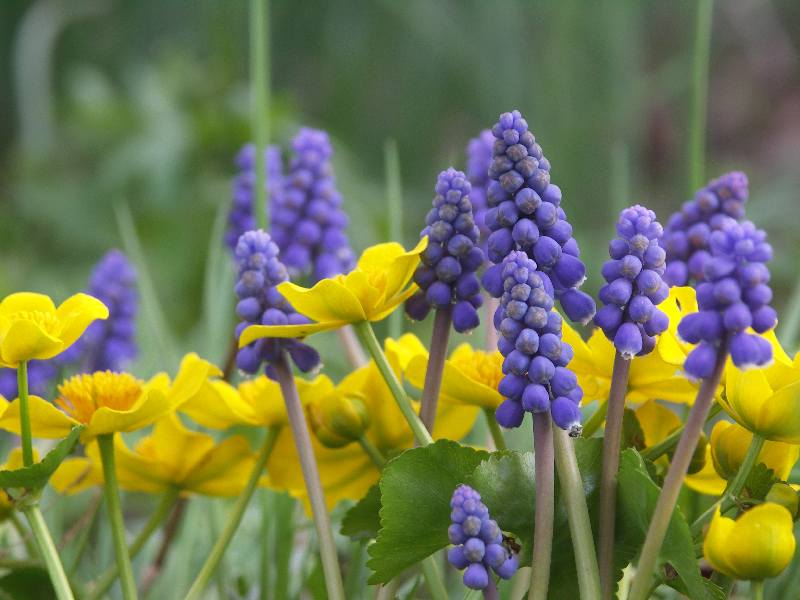 [Bild: Sumpfdotterblume_undblau_20110415.jpg]