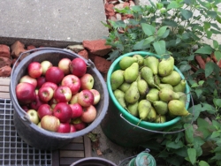 [Bild: small-Fallobst_20110923.jpg]