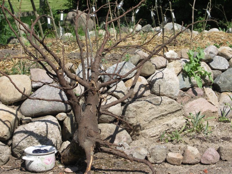 [Bild: Baumwurzel_20120527.jpg]