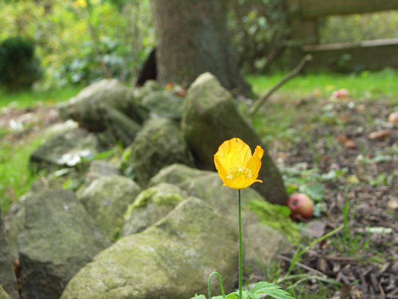 [Bild: CalifornischerMohn_20121018.jpg]