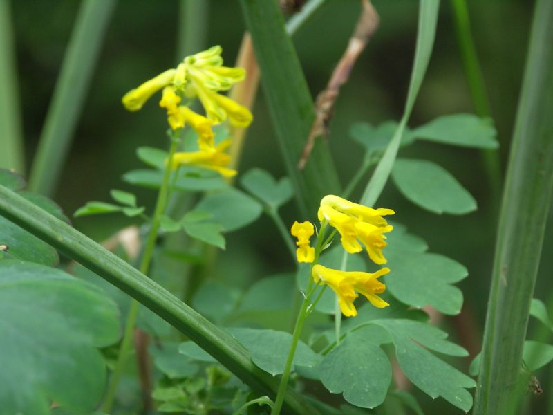 [Bild: Corydalis_lutea_20120604.jpg]
