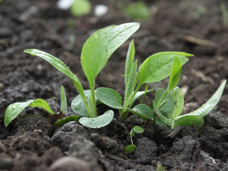 [Bild: Cynoglossum_20120506.jpg]