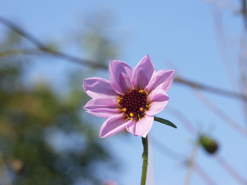 [Bild: Dahlia_merckii_20121014.jpg]