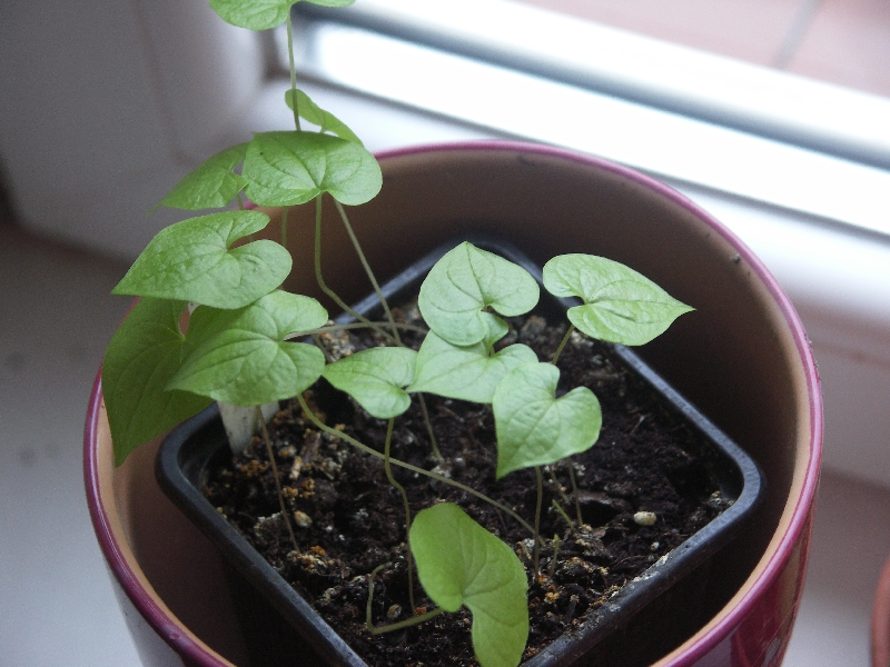 [Bild: Dioscorea_sylvatica_20120108.jpg]