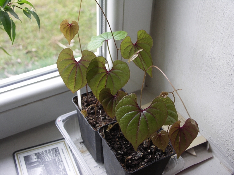 [Bild: Dioscorea_villosa_japonica_20120318.jpg]