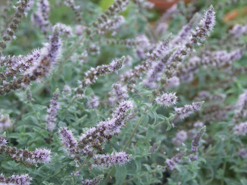 [Bild: Feigenminze_20120923.jpg]