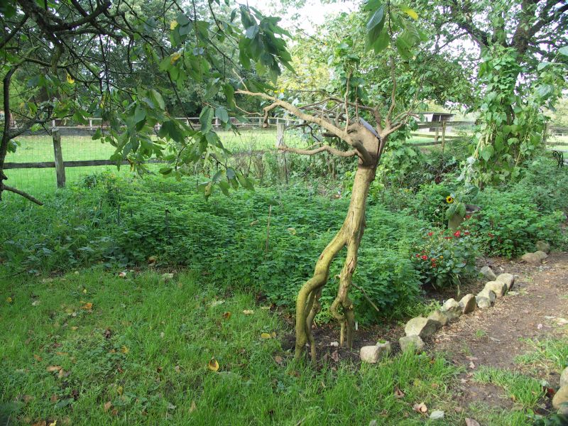 [Bild: Gemuesebeet_20121014.jpg]