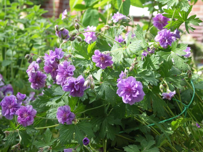 [Bild: Geranium_himalayense_20120526.jpg]