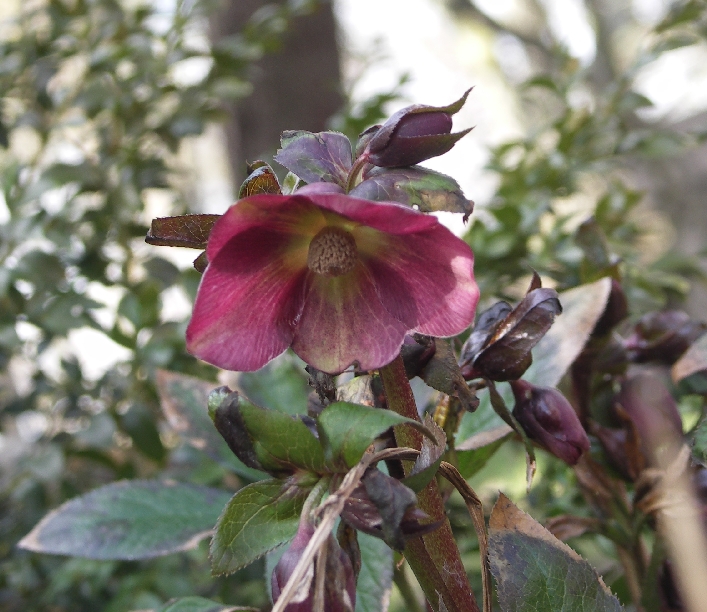 [Bild: Helleborus_20120310.jpg]