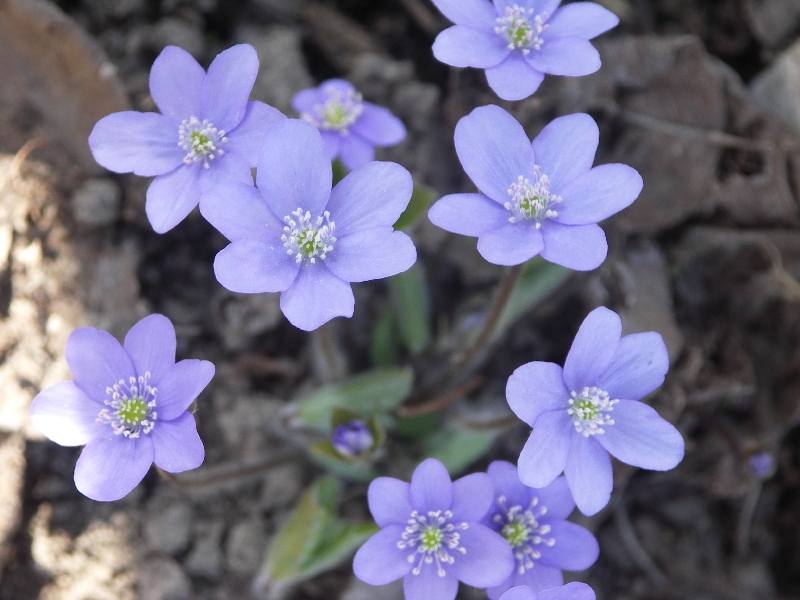 [Bild: Hepatica_nobilis_20120324.jpg]