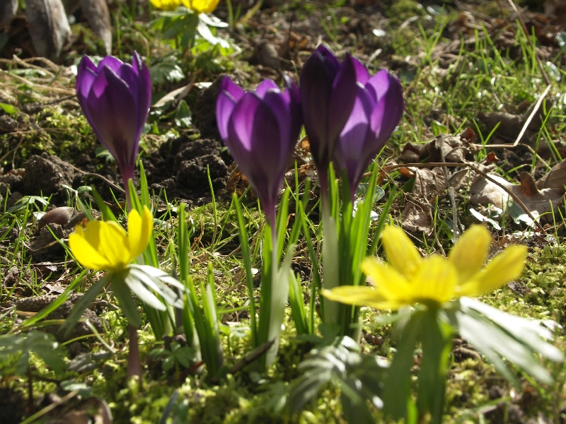 [Bild: Krokus1_20120310.jpg]