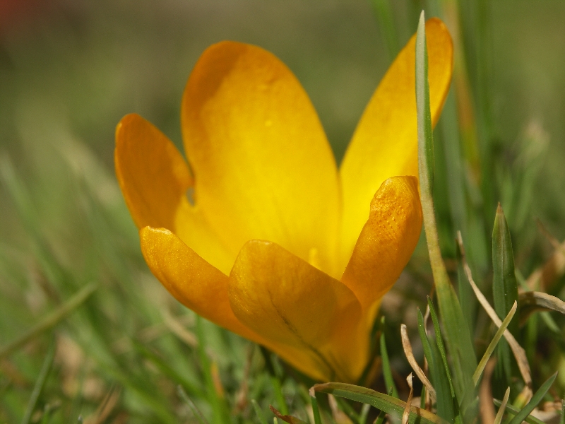 [Bild: Krokus_20120310.jpg]