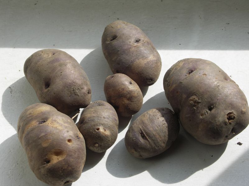 [Bild: Maori-Kartoffeln_20120909.jpg]