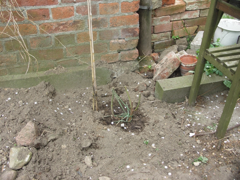 [Bild: Mme_alfred_Carriere_20120506.jpg]