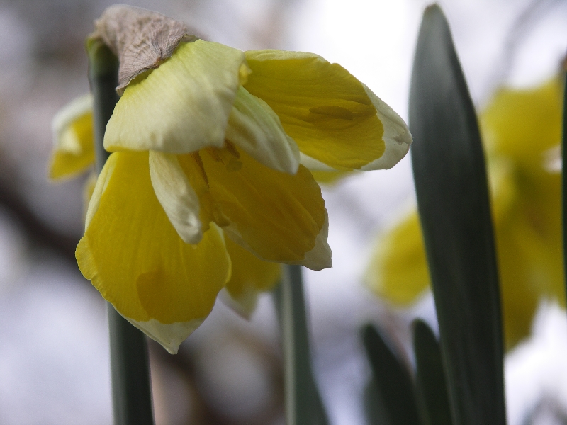 [Bild: Narcissus_Cassata_20120401.jpg]