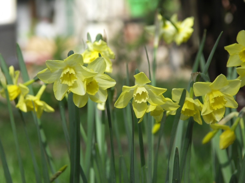 [Bild: Narcissus_Pipit_20120429.jpg]