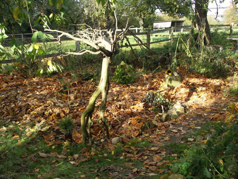 [Bild: OcaBeet_20121027.jpg]