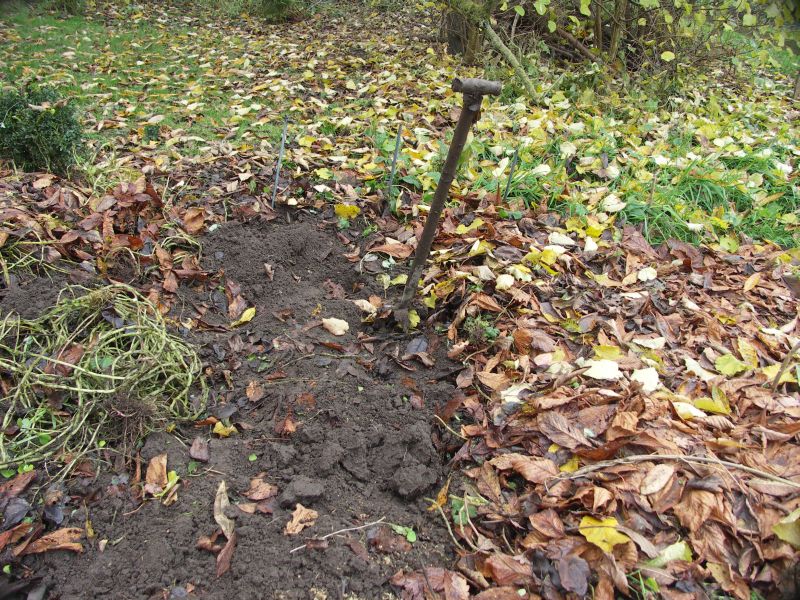 [Bild: Oca_Ernte_20121117.jpg]