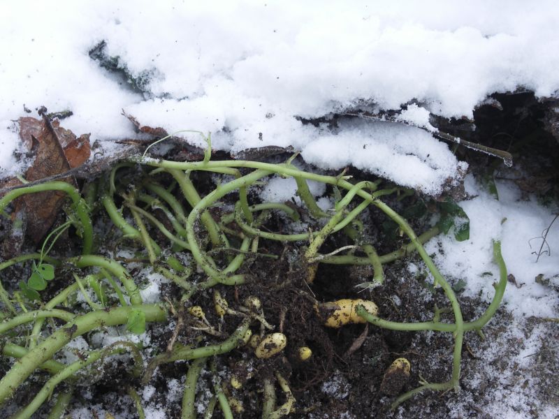 [Bild: Oca_Ernte_20121208.jpg]