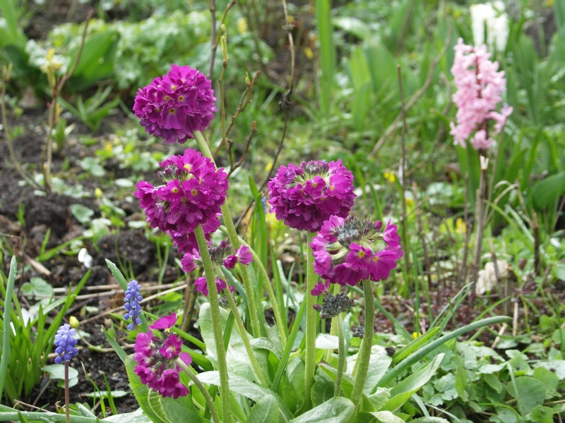 [Bild: Primula_denticulata_20120413.jpg]