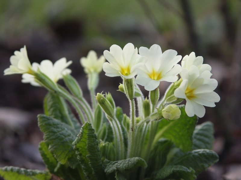 [Bild: Primula_vulgaris_20120317.jpg]