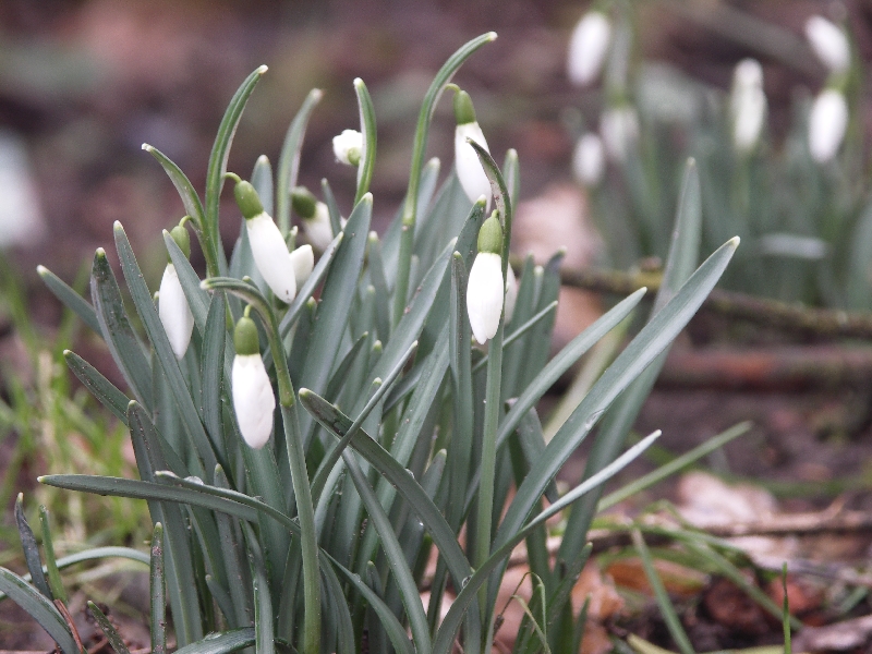 [Bild: Schneegloeckchen_20120219.jpg]