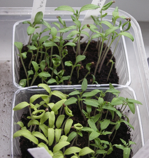 [Bild: Tomaten_20120309.jpg]