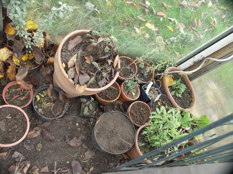 [Bild: Tomatenhaus_20121117.jpg]