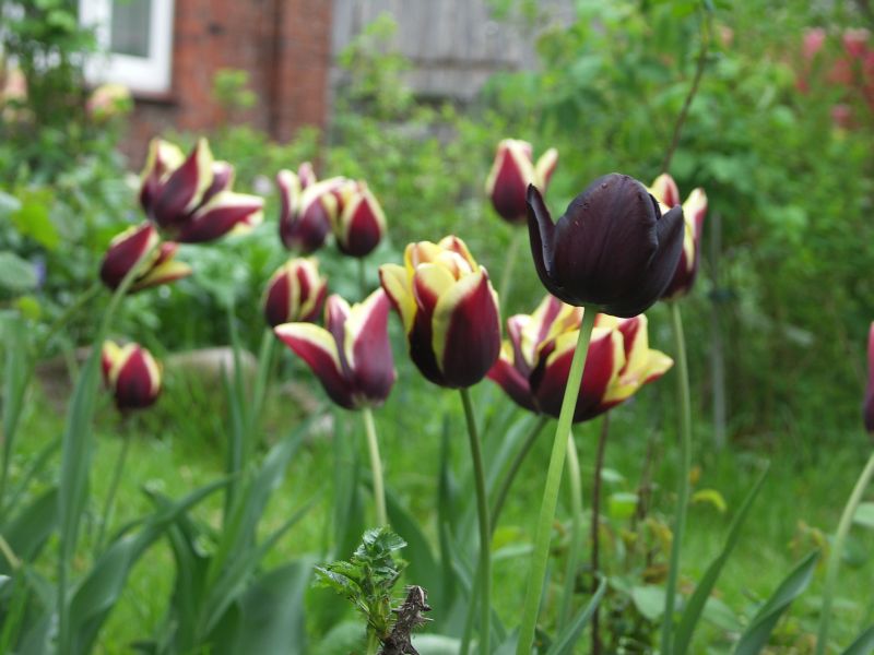 [Bild: Tulipa_gavota_20120512.jpg]