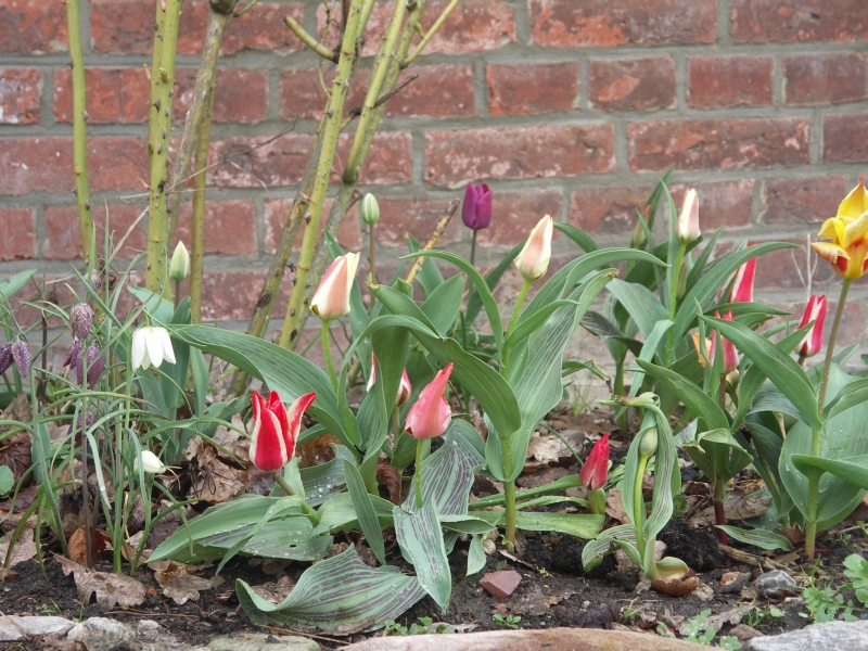 [Bild: Tulipa_greigii__20120413.jpg]