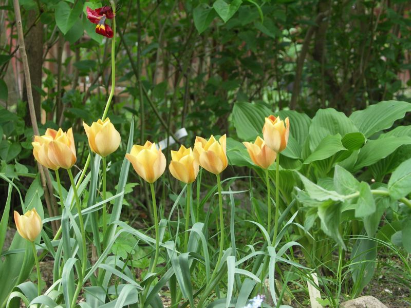 [Bild: Weinbergtulpe1_20120512.jpg]