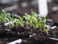 [Bild: small-Tagetes_lucida_20120301.jpg]