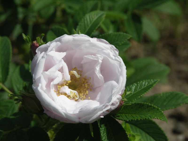 [Bild: unbekannte_rugosa_20120812.jpg]