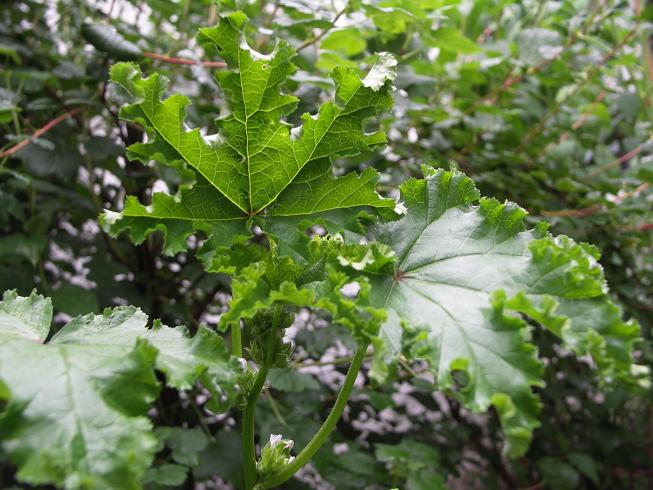 [Bild: Malva%20verticillata.jpg]